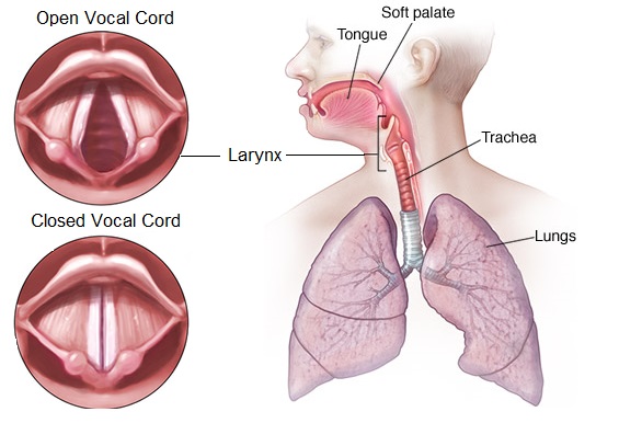laryngoplasty-vocal-cords